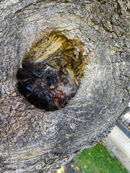 A tree stump with a hole in it. The hole is small and has a green leaf in it. The stump is surrounded by grass and has a brownish color photo