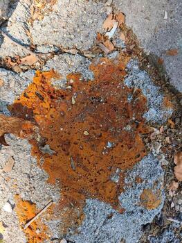 A rock with a brown stain on it. The stain is in the shape of a heart. The rock is surrounded by leaves and debris photo