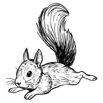 A detailed illustration of a cute squirrel lying down. The squirrel has a bushy tail and a small, round face with large eyes. It is depicted in a playful pose. vector