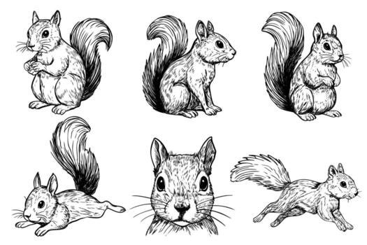 A collection of six hand-drawn illustrations of squirrels in various poses. The drawings showcase their distinct features and playful nature. vector