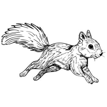 A sketch of a running squirrel with a bushy tail. The animal is depicted in motion, showcasing its agile body and expressive features. vector
