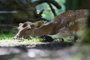 Sad young deer resting on grass under sun near wire fence photo