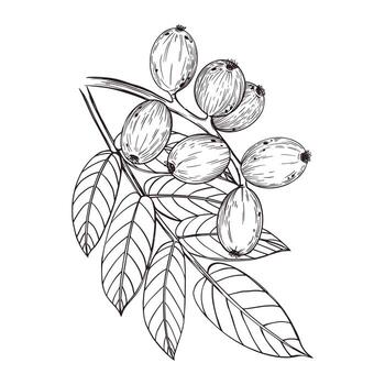 ilustración. composición de verde nuez y nuez árbol hojas. todas objetos son dibujado a mano con tinta. ilustración para impresión en tela, papel, platos, para creatividad y diseño vector