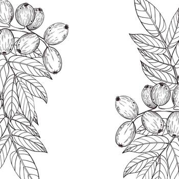 marco. nueces en un rama, verde nueces en un árbol con hojas, dibujado a mano con tinta. ilustración para impresión en embalaje de bienes, productos cosméticos, diseño y creatividad vector