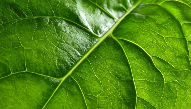 Luminous Green Leaf, A Detailed Macro View of Its Intricate Vein Network photo