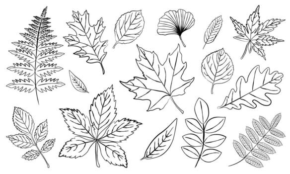 Set of outline leaves in different shapes maple, oak, fern, ginkgo. It is perfect for use in coloring books, educational materials, autumn designs and nature-themed projects vector