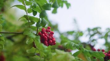 kluster av vibrerande röd rönn bär hänga från en lummig gren, svängande delikat mot en mjuk, mulen himmel, skapande en lugn naturlig tablå video