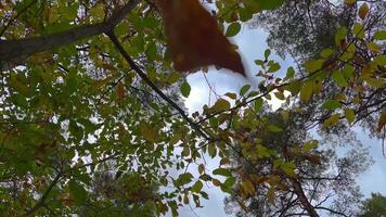 grön och gul löv på grenar vingla försiktigt i de bris mot en bakgrund av en molnig himmel, skapande en fredlig och lugn naturlig scen video