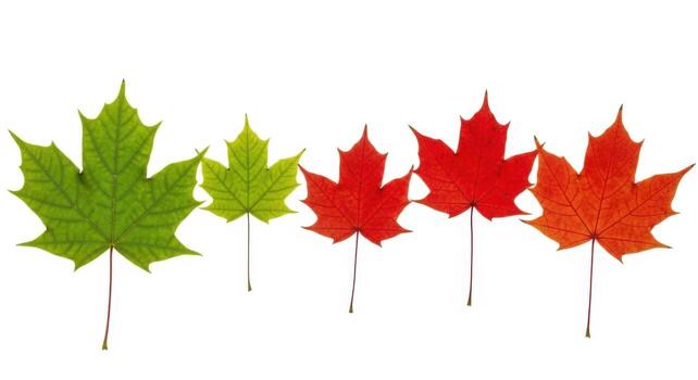 Five maple leaves showing seasonal color change isolated on white background photo