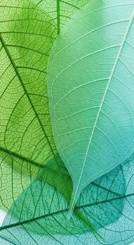 Closeup of translucent skeleton leaves with a green to blue gradient photo