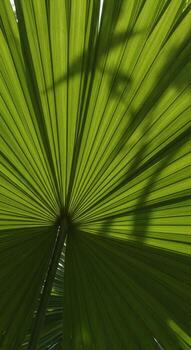 Closeup of a vibrant green palm leaf showing intricate vein patterns and shadows photo