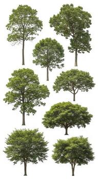 Collection of nine diverse trees isolated on white background photo