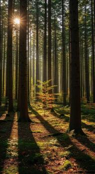 Sunbeams pierce through a dense forest onto the floor photo