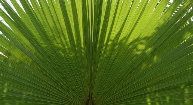 Closeup view of a vibrant green palm leaf with sunlight and shadows photo
