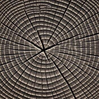 Closeup of a weathered tree trunk crosssection showing growth rings photo