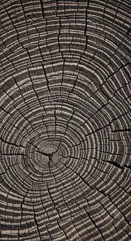 Closeup of weathered wood grain with circular patterns photo