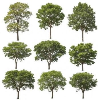 Collection of nine different trees isolated on white background photo