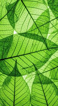 Closeup view of translucent green leaf veins forming a pattern photo