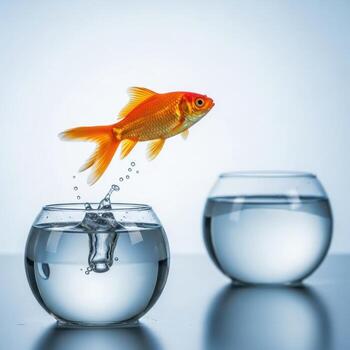 Goldfish leaping from one bowl to another in a dramatic splash photo