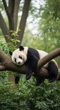 Giant panda bear resting peacefully on a tree branch in a forest photo