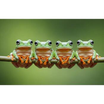 Four green tree frogs sitting in a row on a thin branch photo