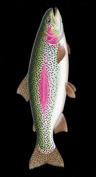 A rainbow trout isolated on black background photo