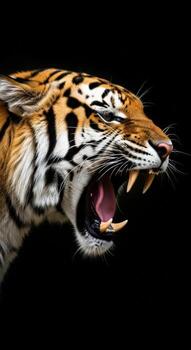 Fierce tiger roaring with mouth open and teeth bared photo