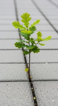Oak seedling emerges from a crack in the sidewalk photo