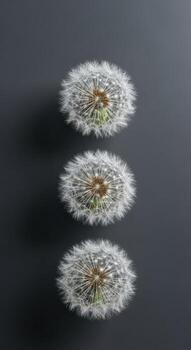 vertical arreglo de Tres diente de león semilla cabezas en un oscuro antecedentes foto