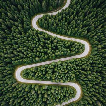 Aerial view of a winding road through a dense green forest trees photo