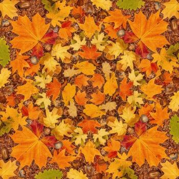 Autumn maple leaves and acorns scattered on forest floor fall photo