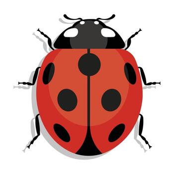 mariquita, color imagen aislado en un blanco fondo, icono, linda insecto, eps10, diseño elemento. vector