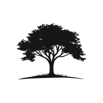 Silhouette of a broadleaf tree with branches and leaves against a white background vector