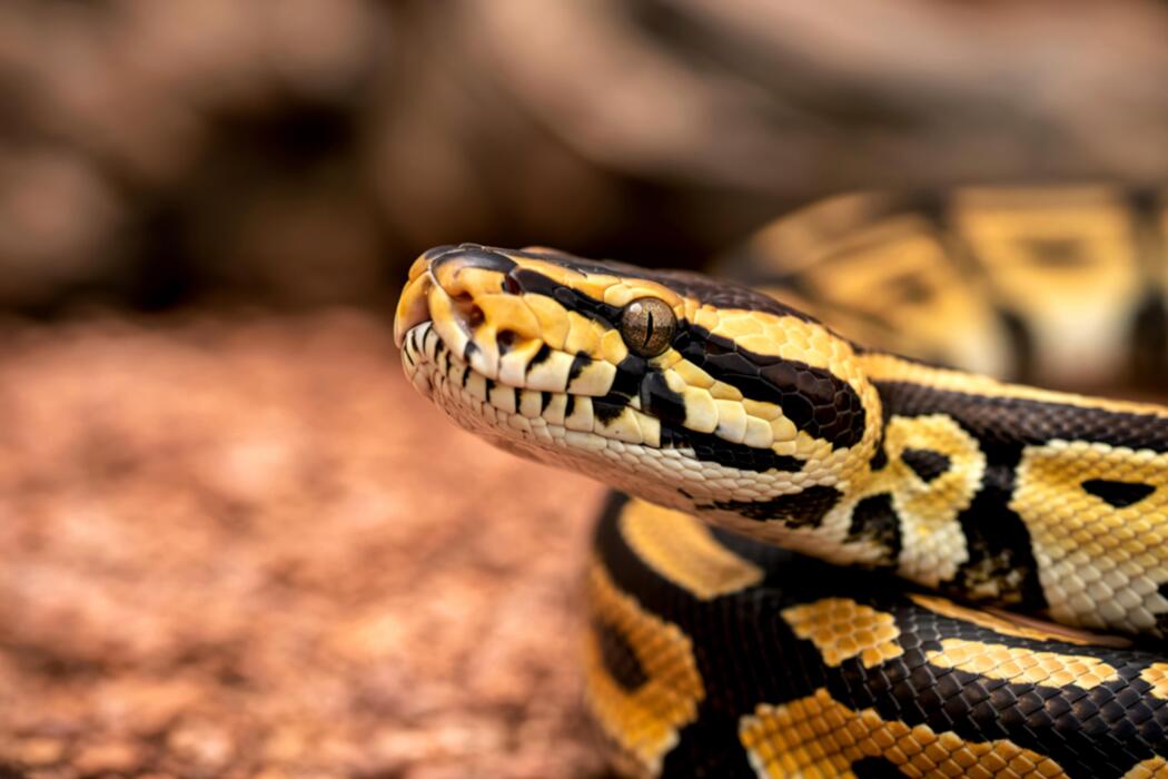 Python Snake Stock Photos, Images and Backgrounds for Free Download