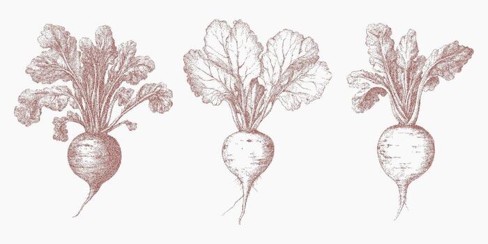 Set of three root vegetables, eco. Grainy shape with rough threshold shading, soft grit pattern and distressed ink overlay. Speckled dust and subtle grunge texture. vector