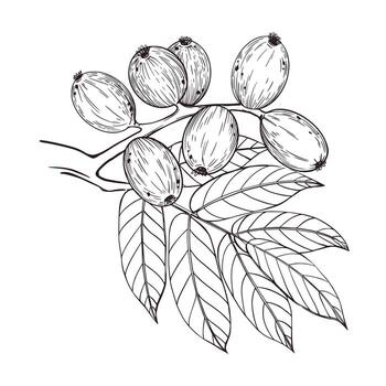 illustration of a green walnut on a branch with leaves. All objects are hand-drawn in ink and converted into . For printing on product packaging, cosmetics, fabric and paper vector
