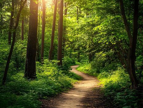 A path through the woods with sunlight shining through the trees photo