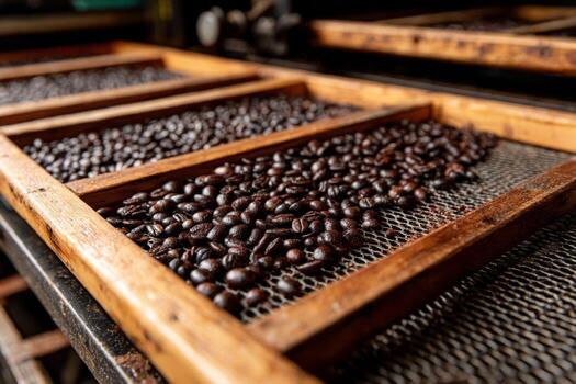 Coffee beans are being sorted in a wooden tray photo