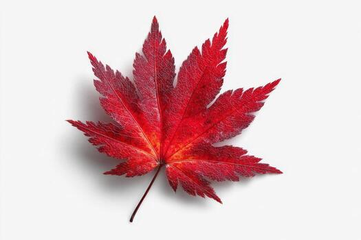 Bright Red Maple Leaf on White Background with Soft Shadows photo