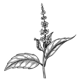 illustration of a Basil sprig with flowers in outline style. Linear engraving of mint branch painted by black inks for cooking book, recipe, or menu design. Drawing for culinary projects. vector