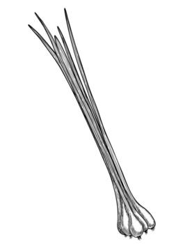 mano dibujado ilustración de La hierba de limón tallos para culinario diseños o libro de cocina diseño. lineal dibujo de cocina hierba para menú o libro de cocina botánico grabando de planta para receta. vector