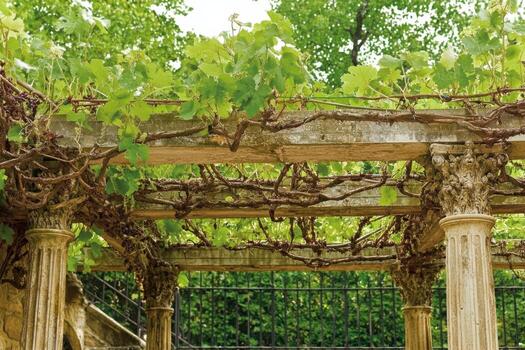 A pergola with vines growing on it photo