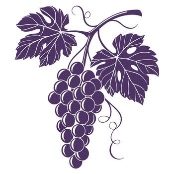 Grape vine with leaves and grapes on a white background vector