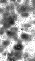 Abstract grayscale image of swirling patterns and bubbles video