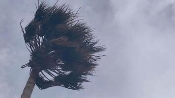 handflatan träd svängande i de vind, highlighting de kraft av natur och dynamisk rörelse video