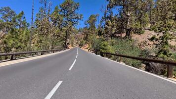 A beautiful road winds through pine trees under a clear blue sky, perfect for scenic drives through nature photo