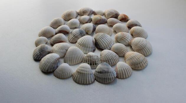 Circle made of half sea shells isolated on white angle view photo