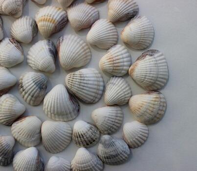 Circle Pattern Of Same Seashells On White Surface photo