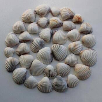 Square Stock Photo Of Round Pattern Of Same Seashells Laid Out On White