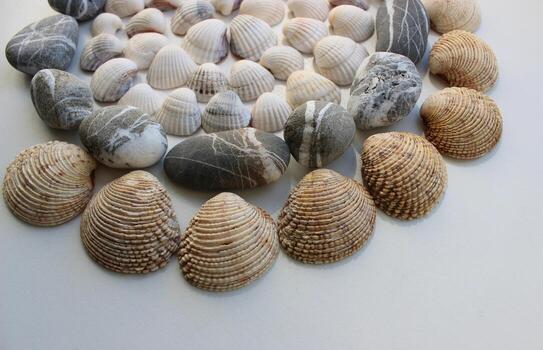 White And Brown Sea Shells In A Circular Pattern With Grey Round Stones photo